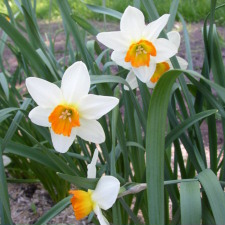 Амариллисовые Нарцисс гибридный  сорт Килворт