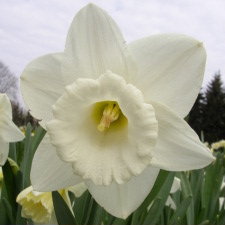 Amaryllidaceae Narcissus x hybridus hort. cv. Knowehead