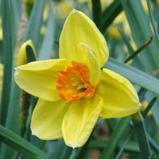 Amaryllidaceae Narcissus x hybridus hort. cv. Lady Luck