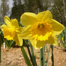 Amaryllidaceae Narcissus x hybridus hort. cv. Largo