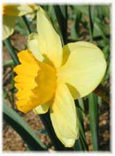 Amaryllidaceae Narcissus x hybridus hort. cv. Largo