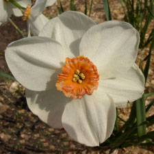 Амариллисовые Нарцисс гибридный  сорт Ла Риант