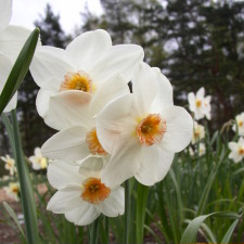 Амариллисовые Нарцисс гибридный  сорт Ла Риант