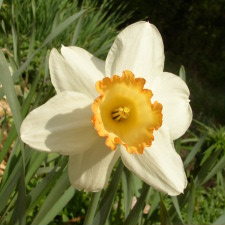 Amaryllidaceae Narcissus x hybridus hort. cv. Lady Kesteven