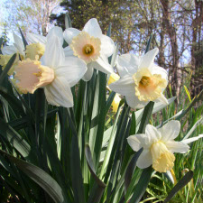Amaryllidaceae Narcissus x hybridus hort. cv. Lady Bird