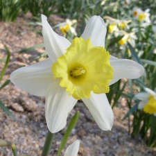 Амариллисовые Нарцисс гибридный  сорт Жюль Верн