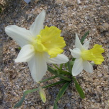 Amaryllidaceae Narcissus x hybridus hort. cv. Jules Verne
