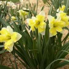 Амариллисовые Нарцисс гибридный  сорт Egard