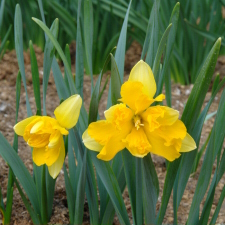 Amaryllidaceae Narcissus x hybridus hort. cv. Gold Collar