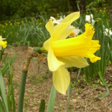 Amaryllidaceae Narcissus x hybridus hort. cv. Early Glory