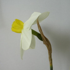Амариллисовые Нарцисс гибридный  сорт Гритинг