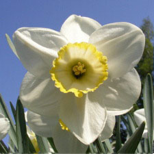 Amaryllidaceae Narcissus x hybridus hort. cv. Green Island