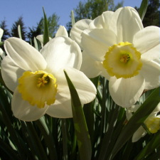 Amaryllidaceae Narcissus x hybridus hort. cv. Green Island