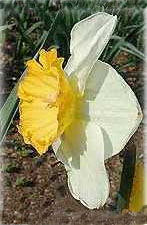 Амариллисовые Нарцисс гибридный  сорт Груллеманс Джаинт