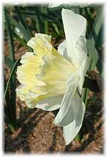 Amaryllidaceae Narcissus x hybridus hort. cv. Gustav Mahler