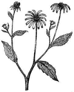 Asteraceae Rudbeckia hirta L. 
