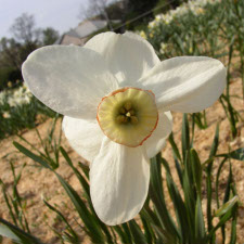 Amaryllidaceae Narcissus x hybridus hort. cv. Hamzali