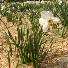 Амариллисовые Нарцисс гибридный  сорт Гамзали