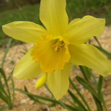Amaryllidaceae Narcissus x hybridus hort. cv. Helios