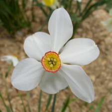 Amaryllidaceae Narcissus x hybridus hort. cv. Horace