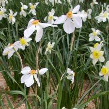 Amaryllidaceae Narcissus x hybridus hort. cv. Horace