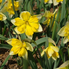Amaryllidaceae Narcissus x hybridus hort. cv. Holiday Sun