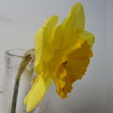 Amaryllidaceae Narcissus x hybridus hort. cv. Hyperion