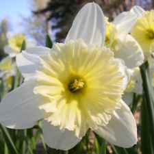 Amaryllidaceae Narcissus x hybridus hort. cv. Ice Follies