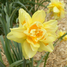 Амариллисовые Нарцисс гибридный  сорт Индиан Чиф