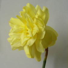 Amaryllidaceae Narcissus x hybridus hort. cv. Inglescombe