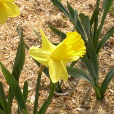 Amaryllidaceae Narcissus x hybridus hort. cv. Hans Christian Andersen