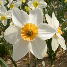 Амариллисовые Нарцисс гибридный  сорт Блани