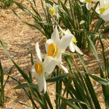 Амариллисовые Нарцисс гибридный  сорт Блани