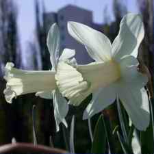 Amaryllidaceae Narcissus x hybridus hort. cv. Beersheba
