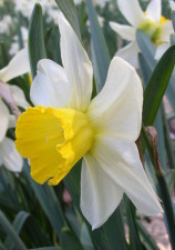 Амариллисовые Нарцисс гибридный  сорт Бит Ол