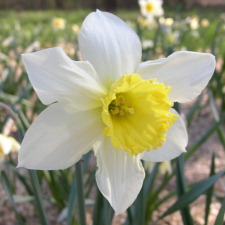 Narcissus x hybridus hort. cv. Bernardino
