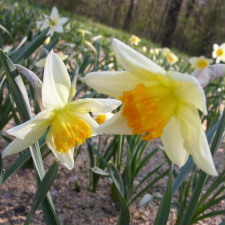 Amaryllidaceae Narcissus x hybridus hort. cv. Bernardino