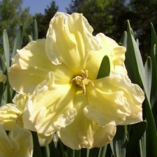 Narcissus x hybridus hort. cv. Belcanto