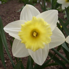 Narcissus x hybridus hort. cv. Biscayne