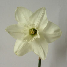 Narcissus x hybridus hort. cv. Bithynia