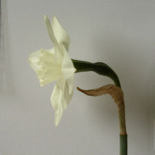 Amaryllidaceae Narcissus x hybridus hort. cv. Bithynia