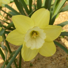 Narcissus x hybridus hort. cv. Binkie