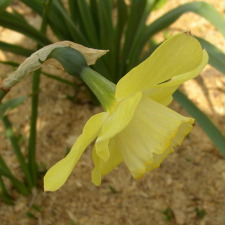 Амариллисовые Нарцисс гибридный  сорт Бинки