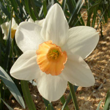 Narcissus x hybridus hort. cv. Blaris
