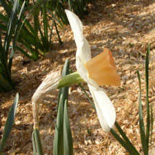 Amaryllidaceae Narcissus x hybridus hort. cv. Blaris
