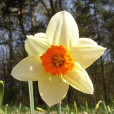 Narcissus x hybridus hort. cv. Barret Browning
