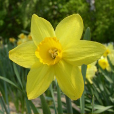 Narcissus x hybridus hort. cv. Border Chief