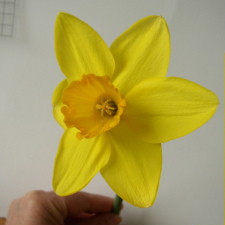 Amaryllidaceae Narcissus x hybridus hort. cv. Border Chief