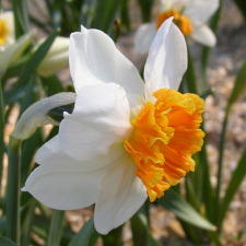 Амариллисовые Нарцисс гибридный  сорт Бруно