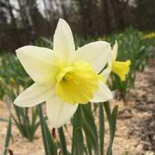 Narcissus x hybridus hort. cv. Brunswick